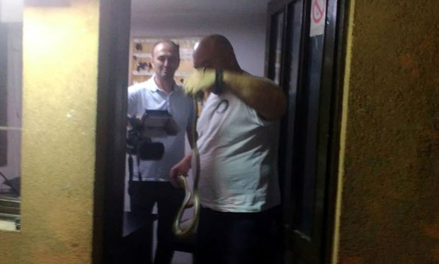 ЈЕЗИВ СУСРЕТ ВРАЊАНЦА СА ГМИЗАВЦЕМ: Змија се успузала на раме!